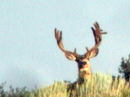 Darren Holden - Central Utah