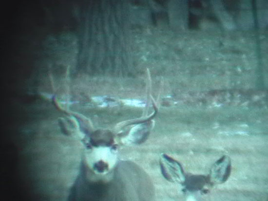 Nevada Mule Deer