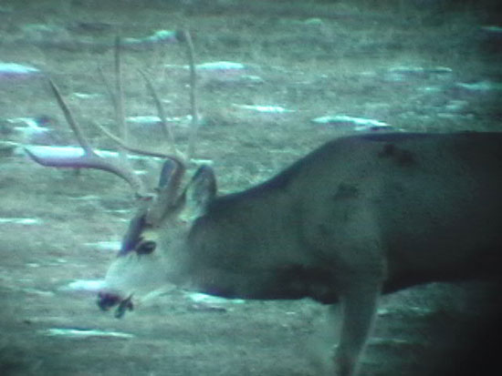 Nevada Mule Deer