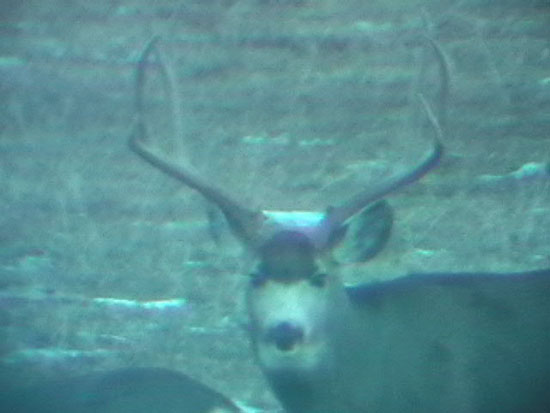 Nevada Mule Deer