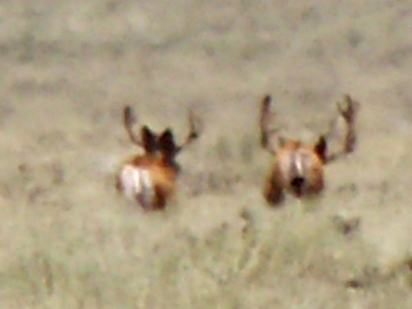 David Doporto Jr. - Wyoming Live Bucks