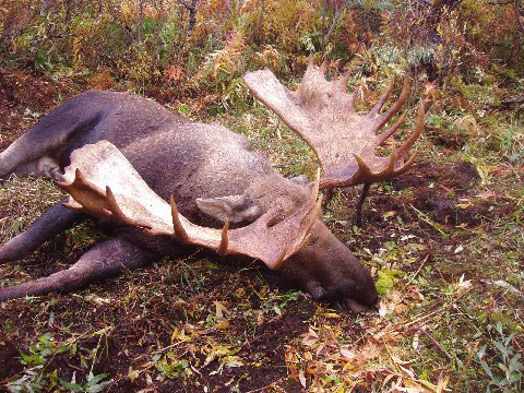 70&amp;quot; Moose - Alaska