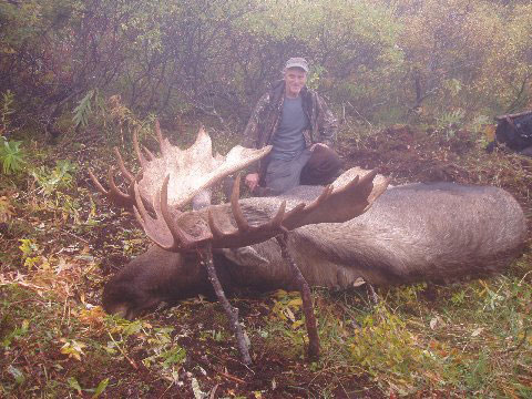 70&amp;quot; Moose - Alaska