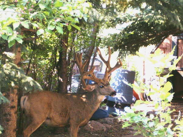 Colorado Springs - &amp;quot;City Buck&amp;quot;