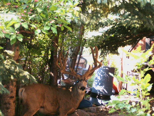 Colorado Springs - &amp;quot;City Buck&amp;quot;