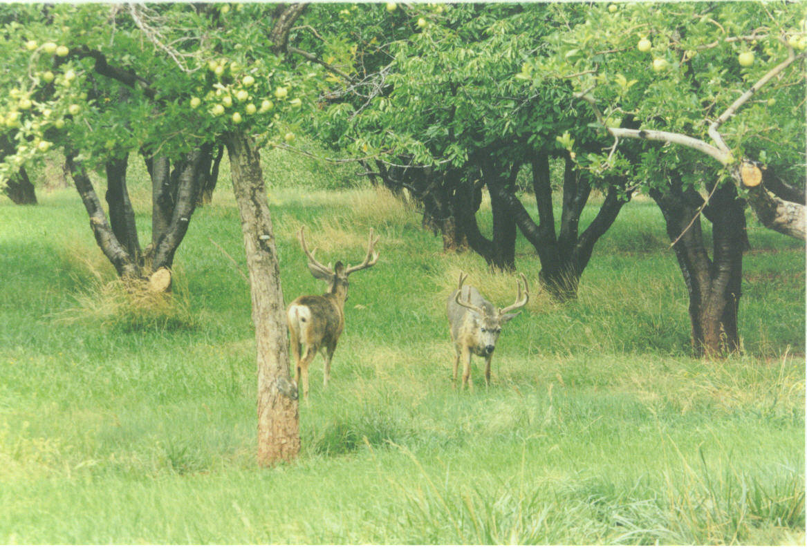 Capitol Reef Bucks