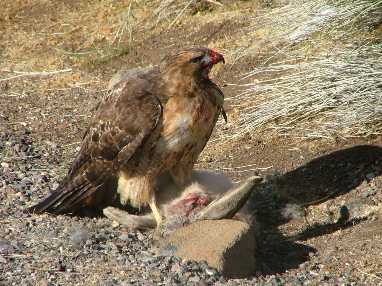 Falcon Eats Rabbit