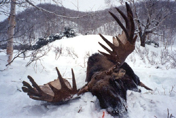 Russian Moose