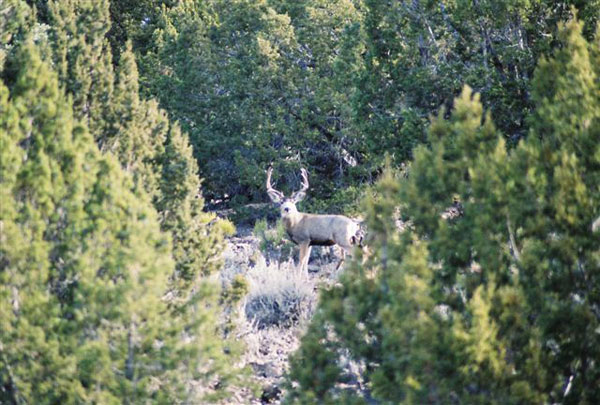 Jeremy Perkins - So. Utah 2006