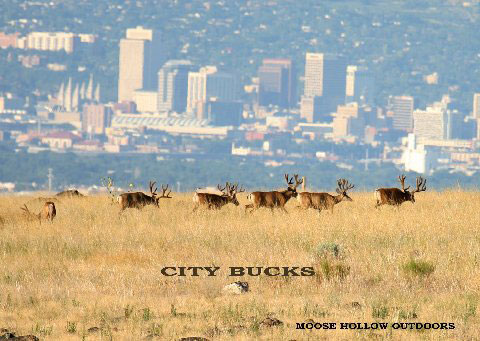 &amp;quot;City Bucks&amp;quot; - Buck in lead (right) was hit and killed by car.