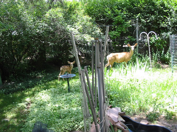 Mom and baby Mule Deer - Brent Ballinger