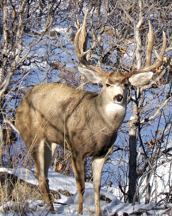 Steven M. Wilke - Colorado