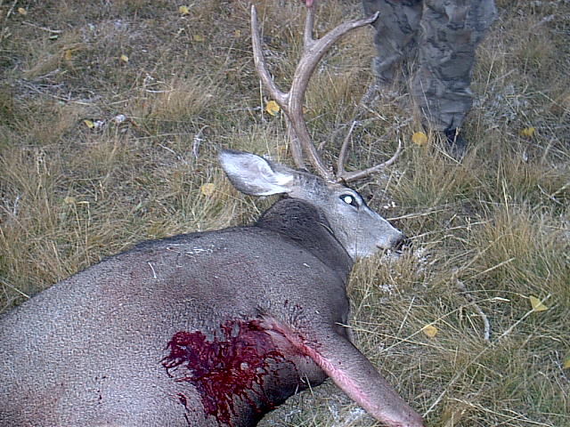 deerhunt111