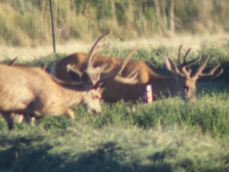 Summertime Bucks