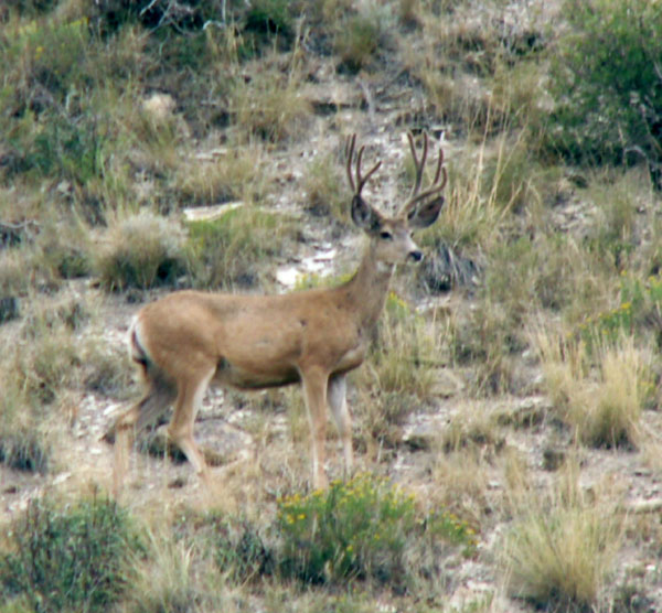 David Doporto, Rock Springs, Wyoming