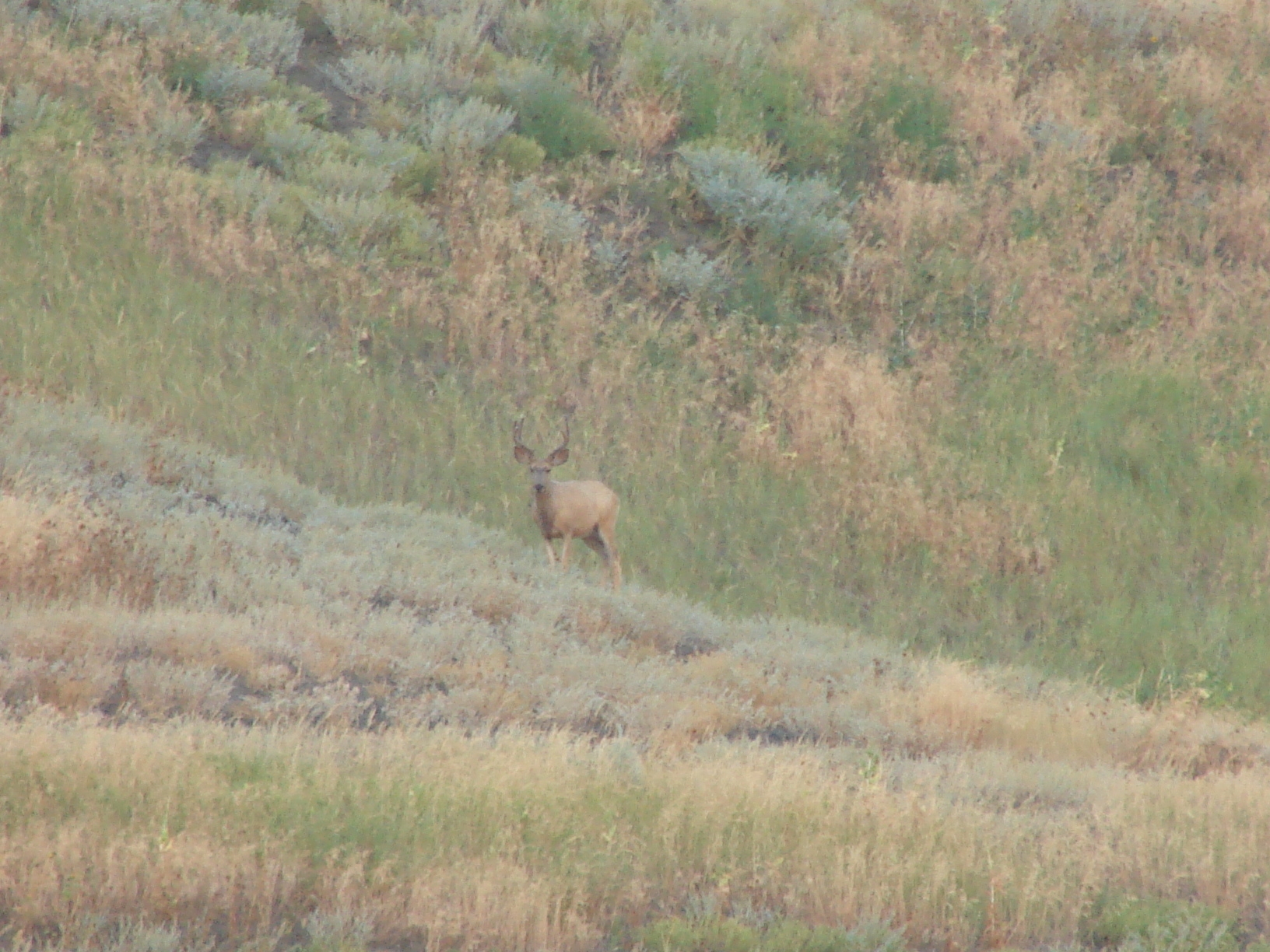 July 2007 SD Ft Pierre Mule Deer