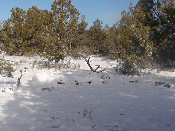 Jeffrey F. Wentworth - Northern Arizona