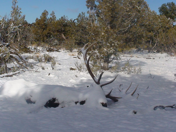 Jeffrey F. Wentworth - Northern Arizona