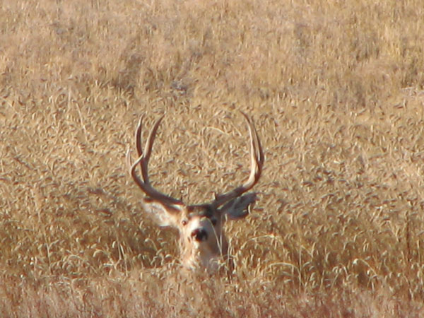 Pat K - SASK Deer