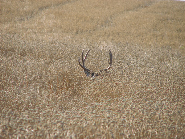 Pat K - SASK Deer