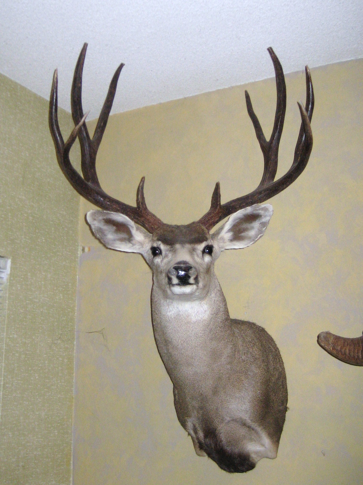 Sonora Mule Deer