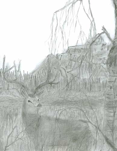 15 year old Miles Pedersen sent in his fine mule deer drawing.