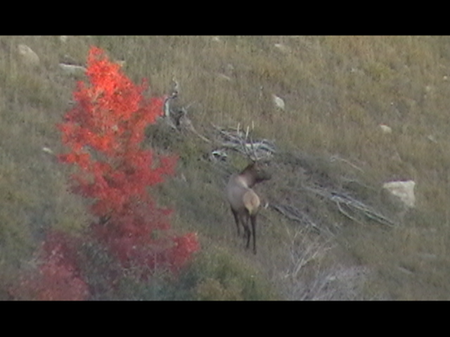 2005 bull 6 point