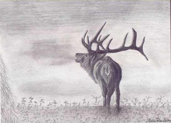 Eric Rayborn Elk-drawing