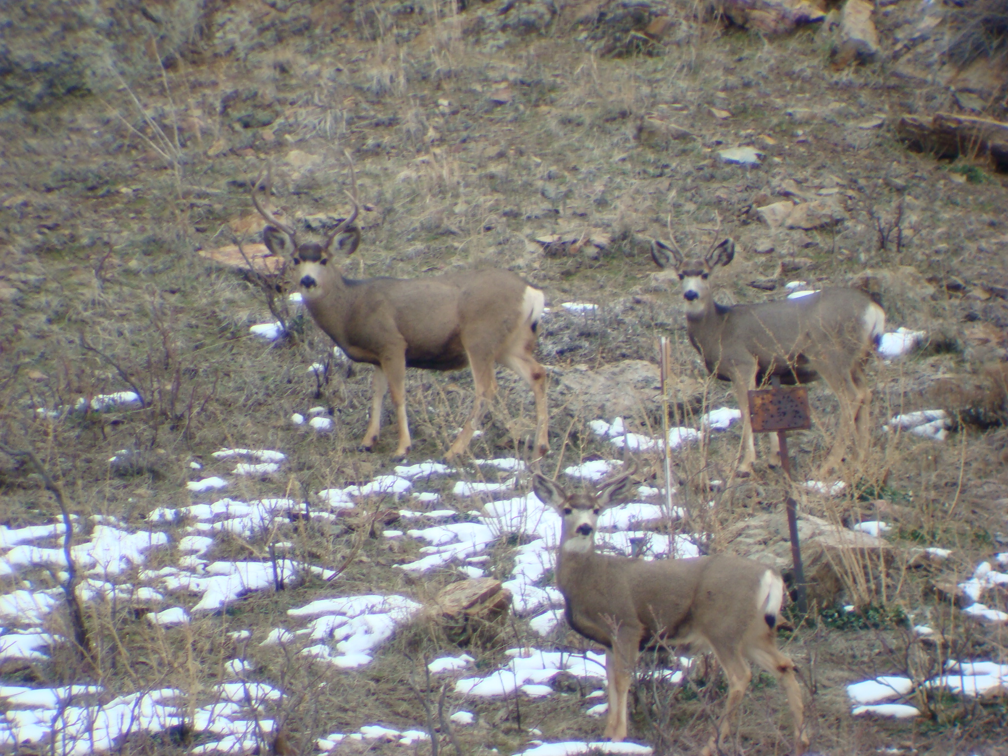 small group of bucks 1-08