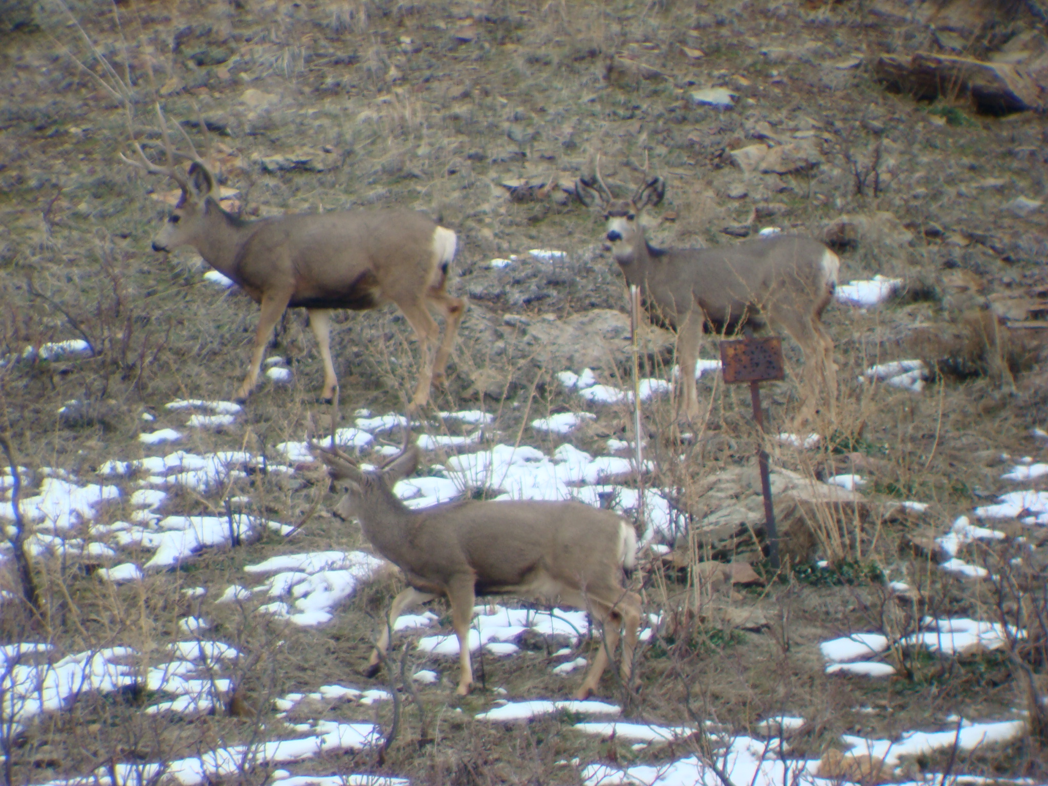 small group of bucks 1-08