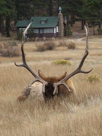 cabin bull head down