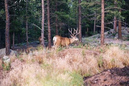 timber edge mulie