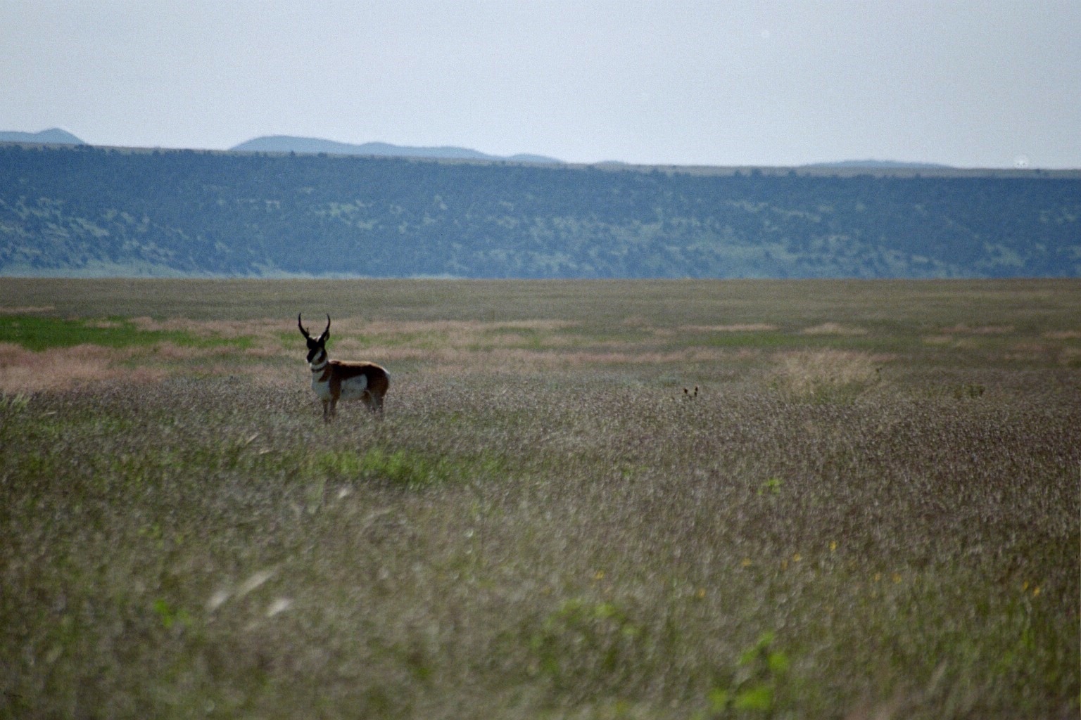 antelope nm