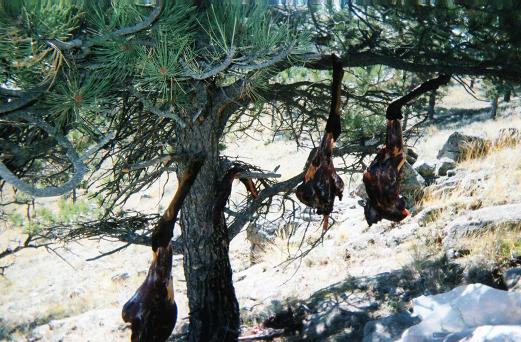 hanging elk