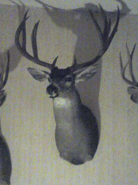 Hank Moore - California Blacktail 2007