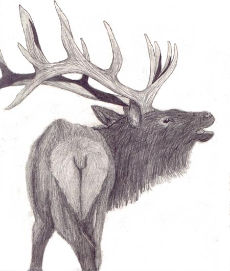 Eric Rayborn Elk drawing.  Eric is from Boise Idaho.†