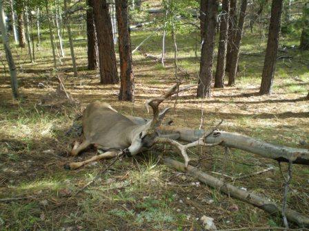 Jeremy Bohn - Kaibab 2007