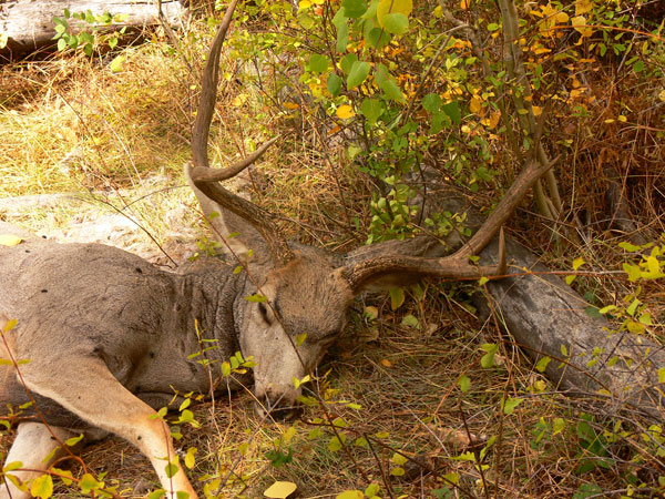 Lion Kill - Fish Lake