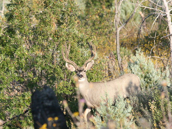 Darren Freestone - Heber Arizona