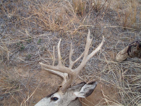 My Buck 2008 Archery 5