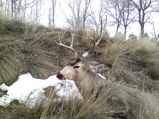 2008 Mulie Buck