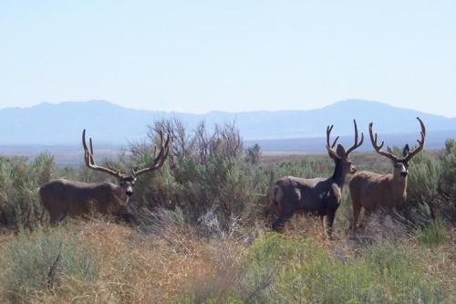 The Army Depot Buck