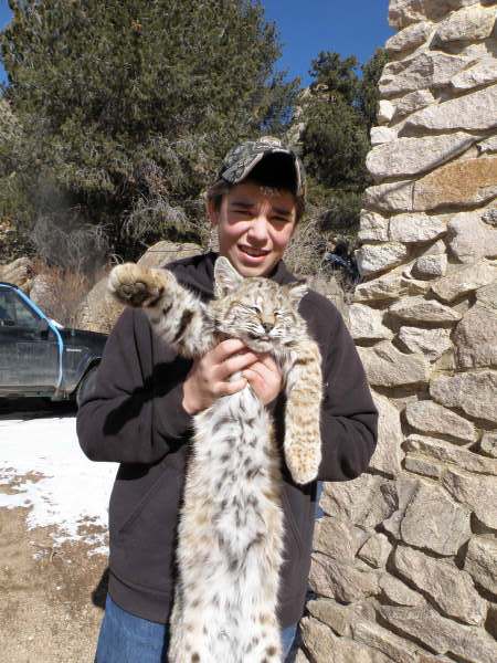 Colorado Bobcat