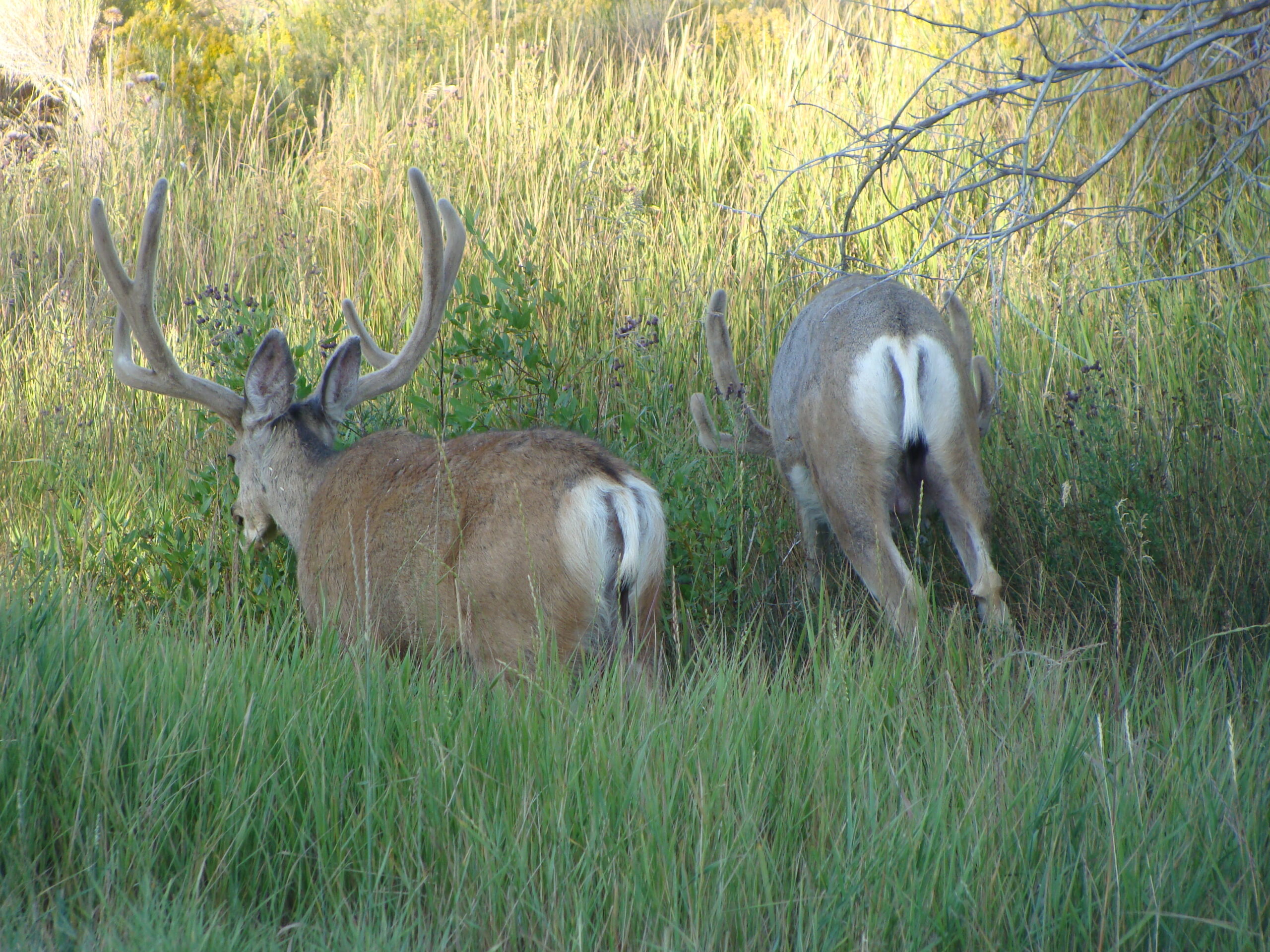 bucks