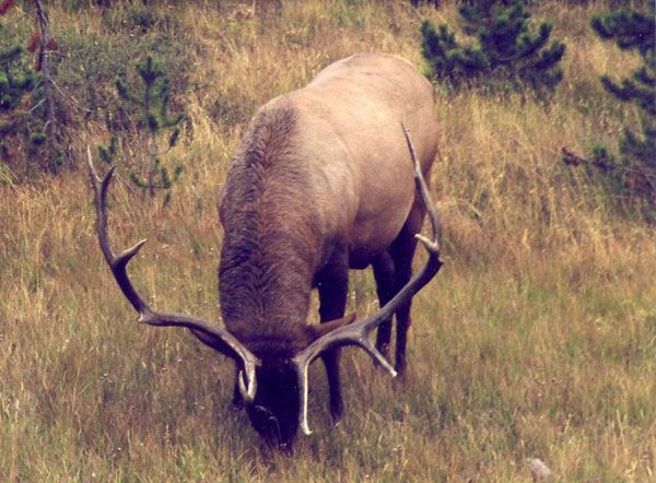 Yellowstone Bull - Thanks Kylee