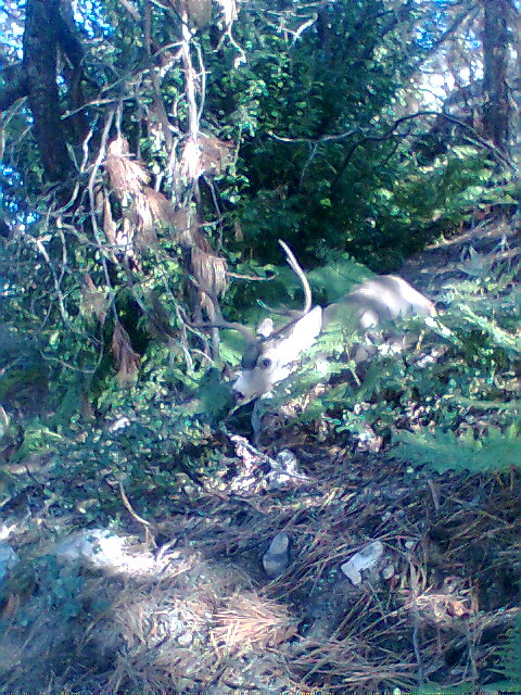 2008 Muley after the shot.