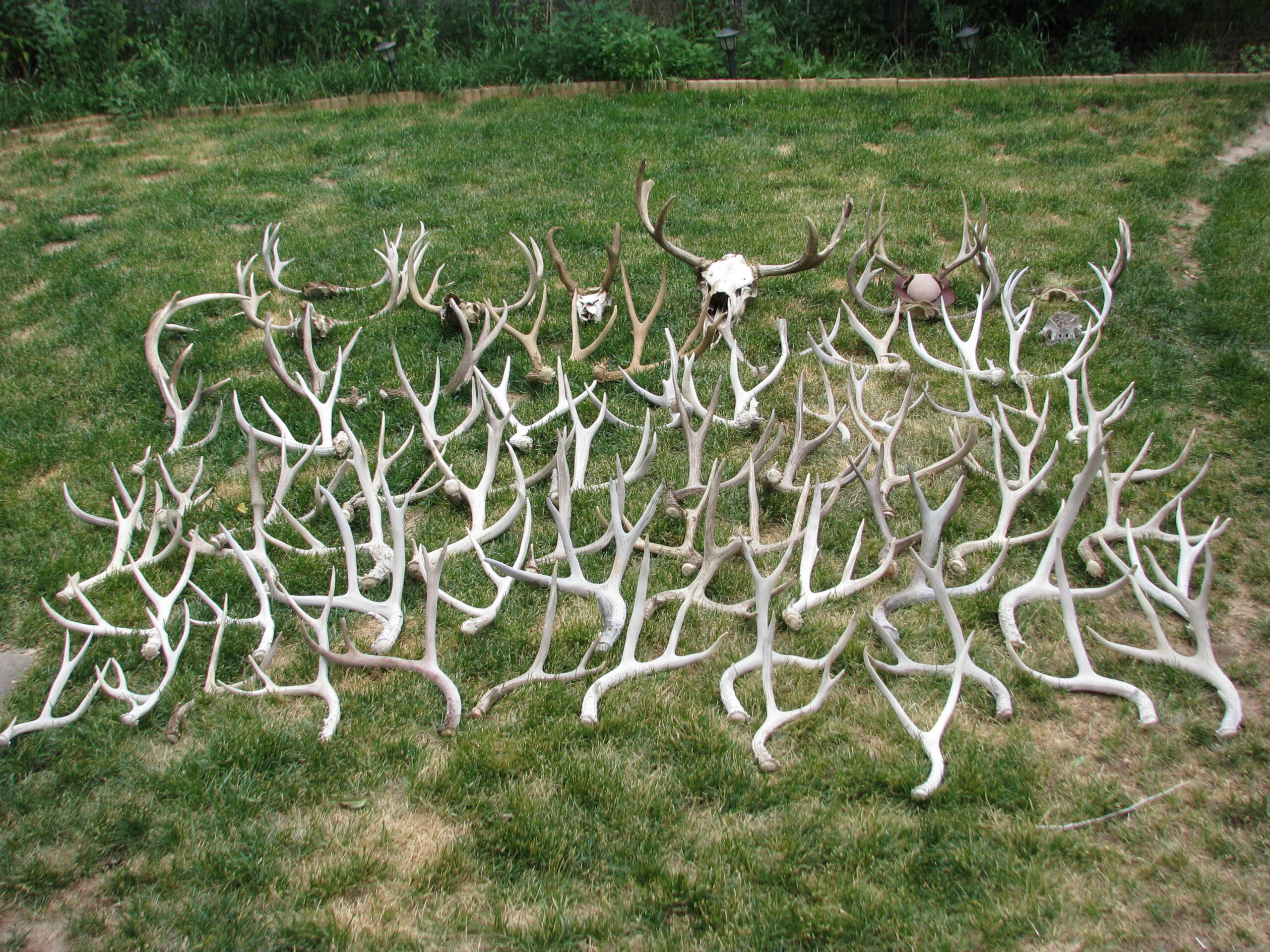 What a year for shed hunting