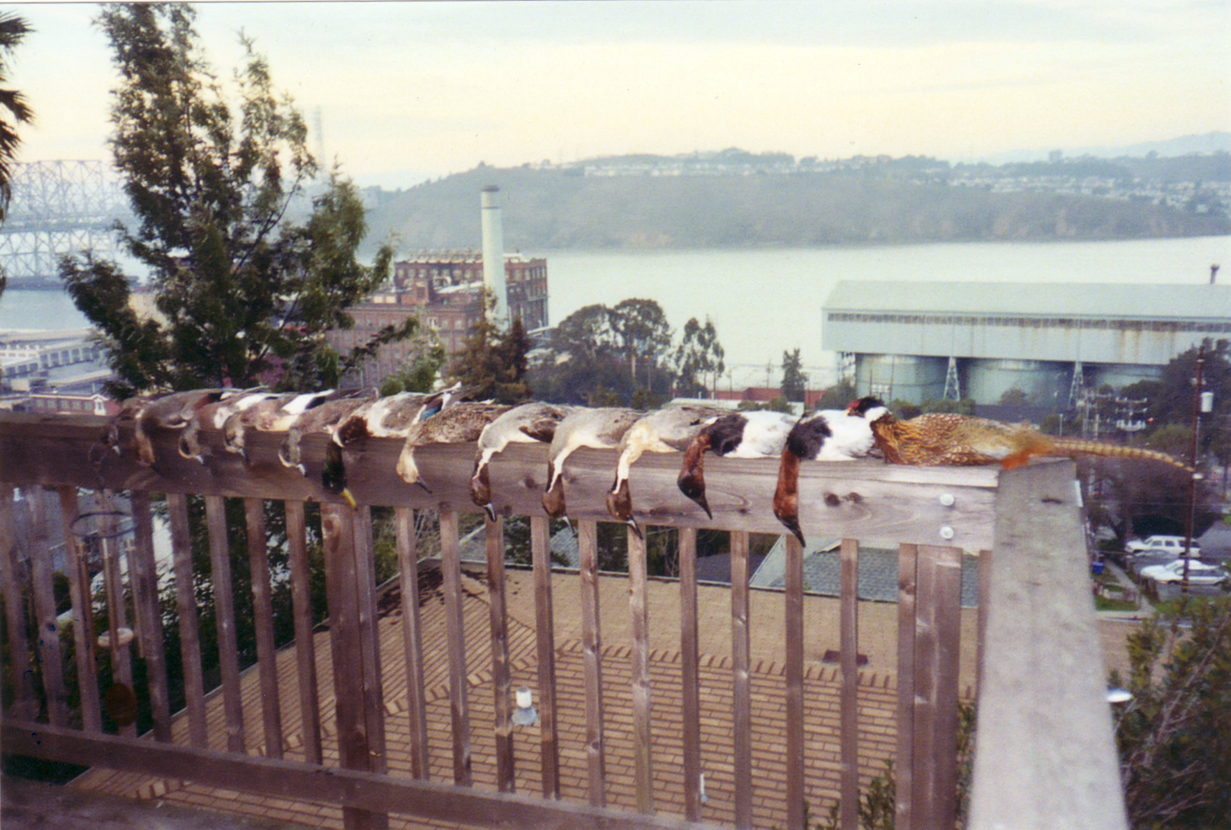 Mixed bag from California Delta.