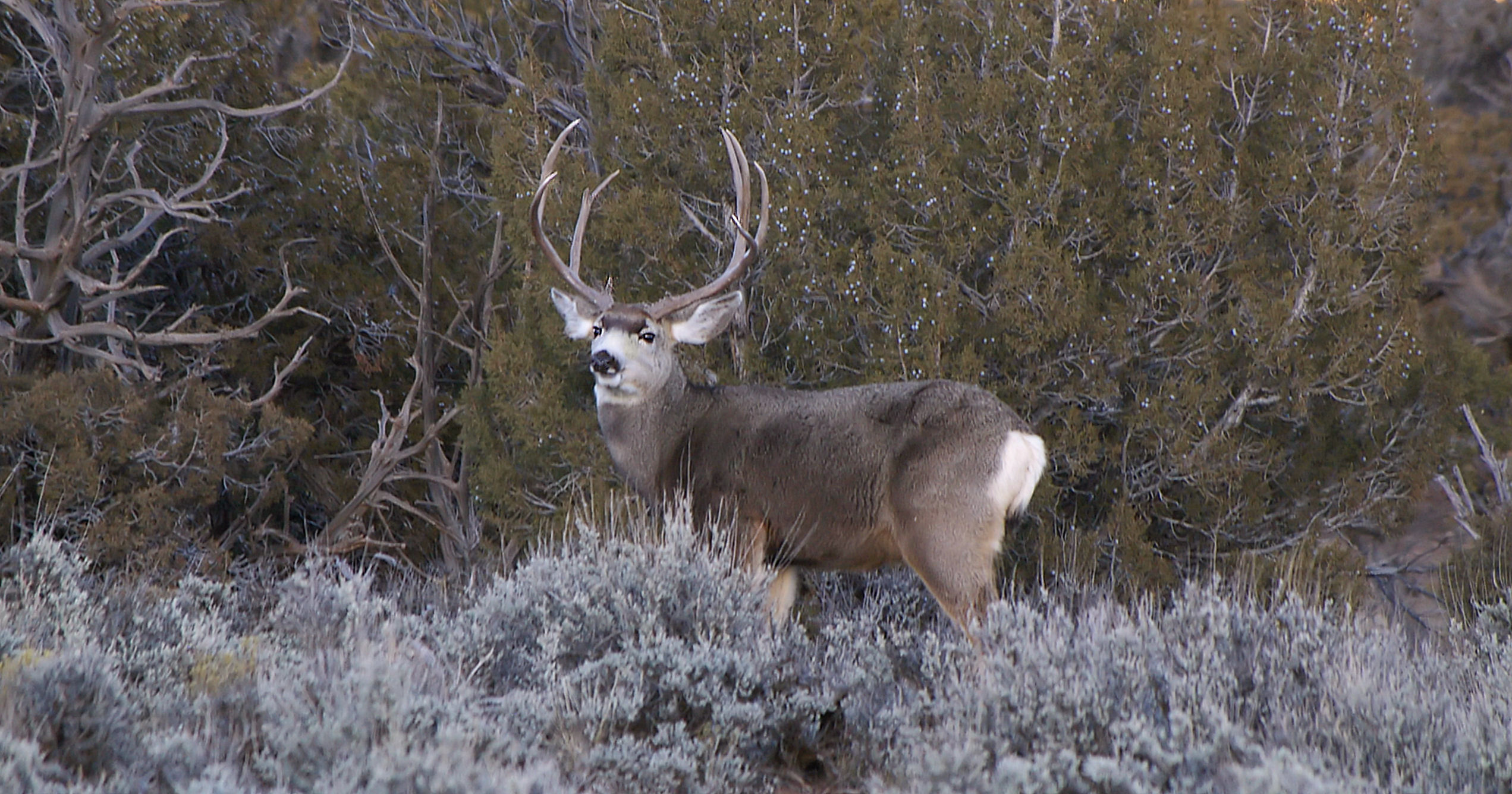 Monster Buck