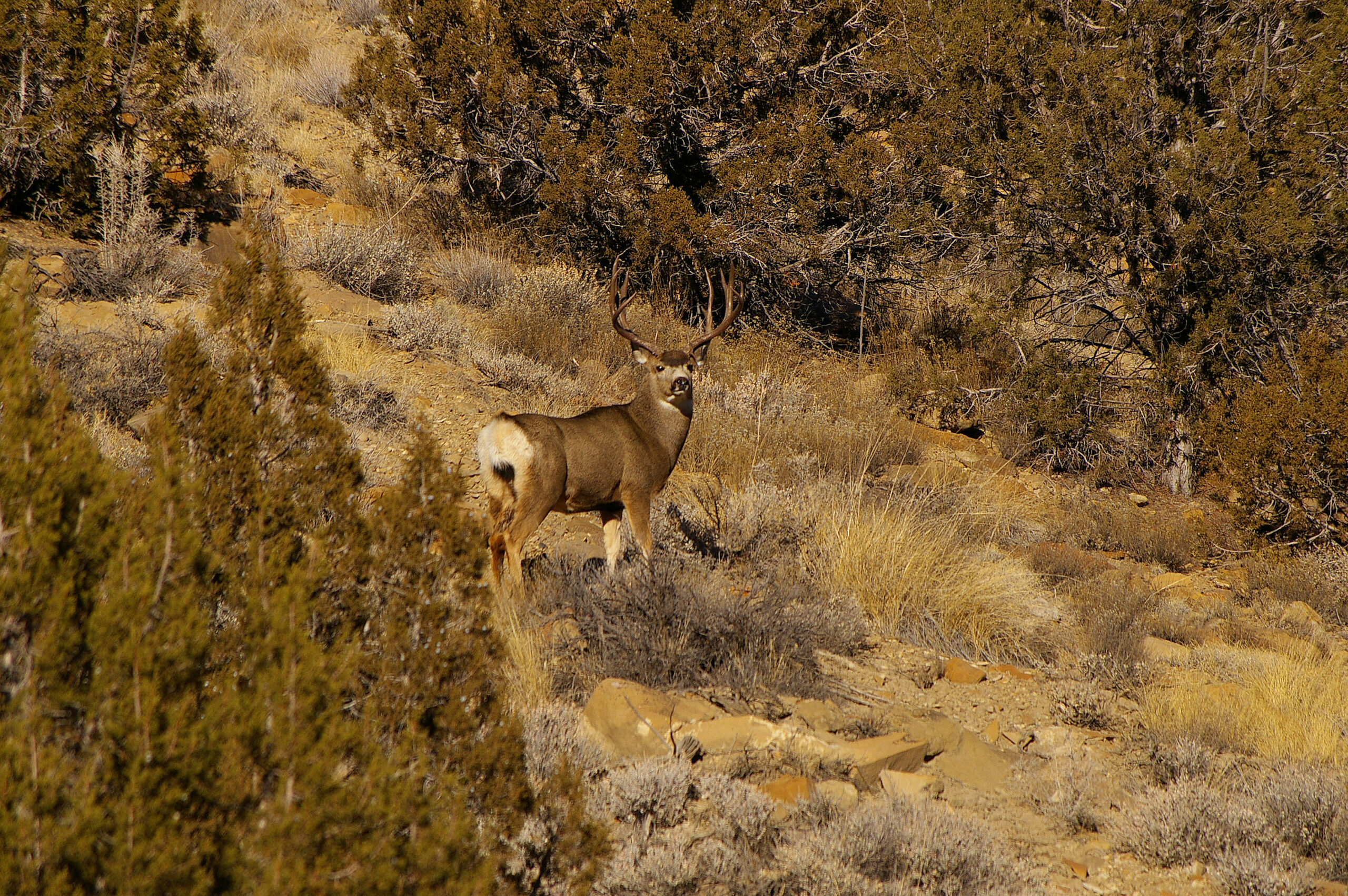 mature buck